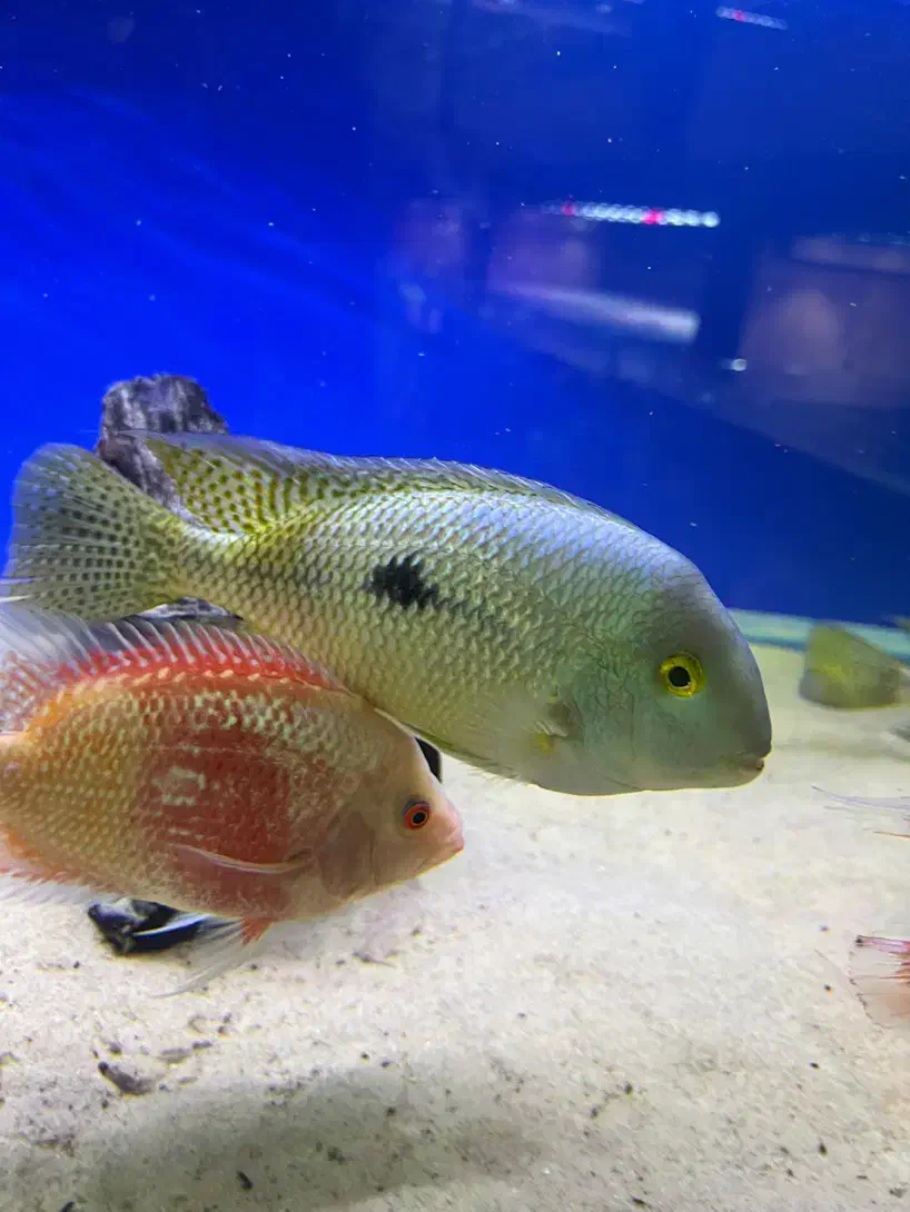 نیکاراگوئنسیس|ماهی|کرج, شاهین‌ویلا|دیوار