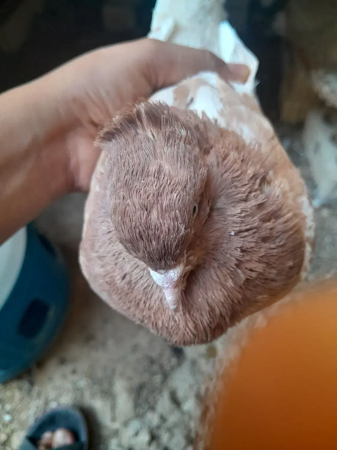 کبوتر سینه ای|پرنده|کوه چنار, |دیوار