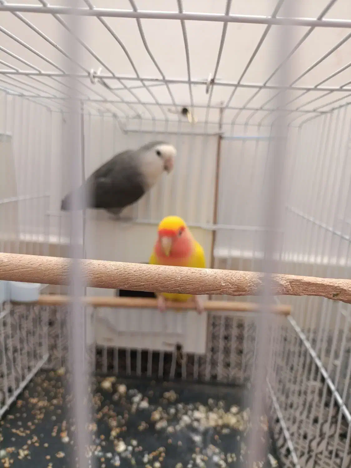 کوتوله برزیلی صورت هلویی|پرنده|تربتحیدریه, شهرک ولیعصر|دیوار