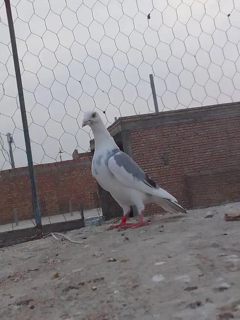 سلام حیونا فروشین|پرنده|گنبد کاووس, |دیوار