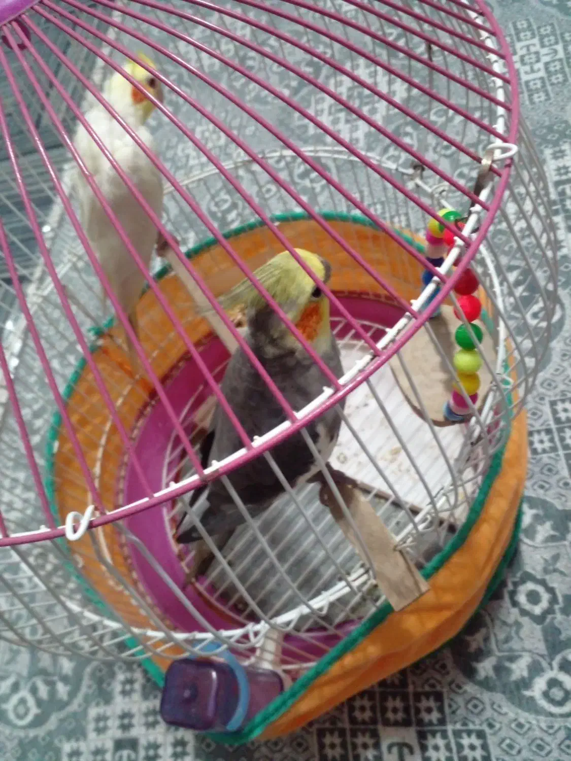 یک جفت عروس هلندی|پرنده|کوچصفهان, |دیوار