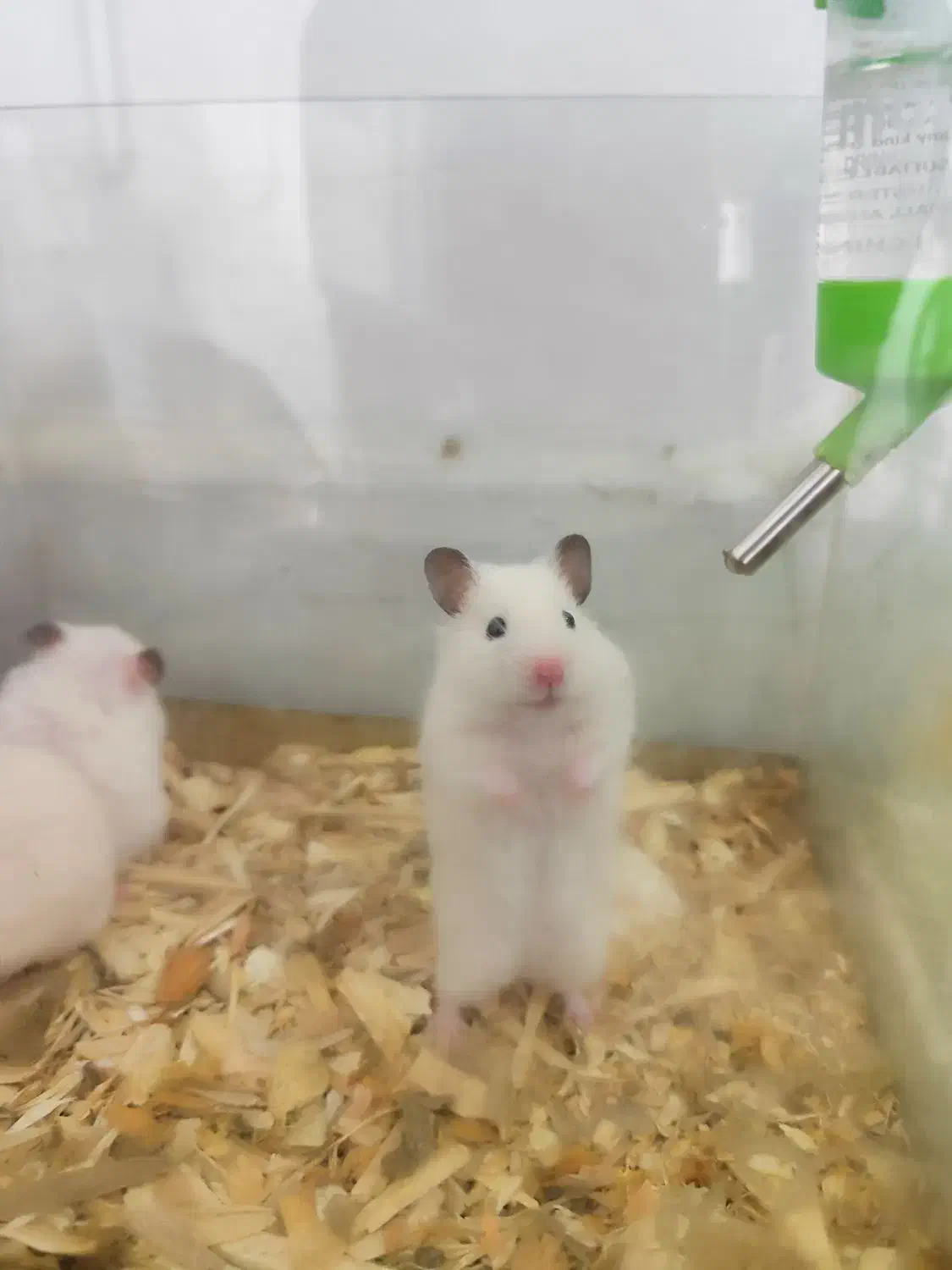 همستر اهلی و خونگی بازیگوش|موش و خرگوش|نیشابور, شهرک قدس|دیوار