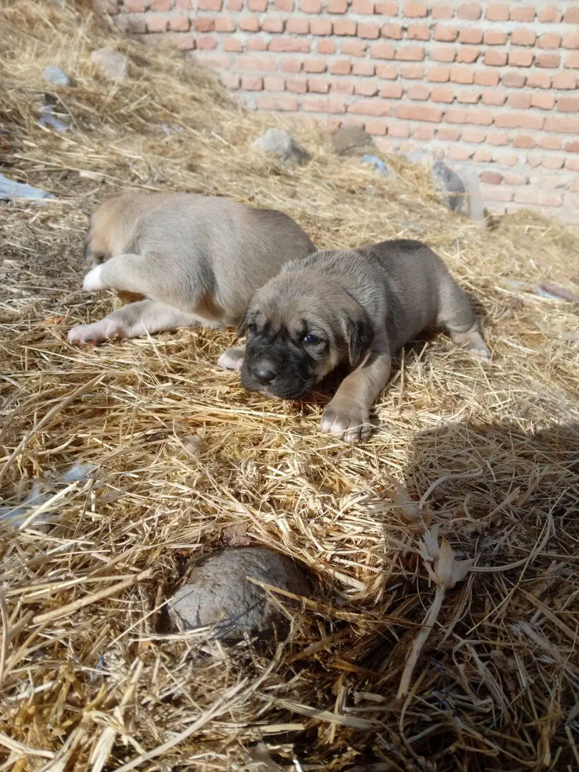 واگذاری توله سگ دورگه عراقی سرابی تضمینی|سگ|مراغه, |دیوار