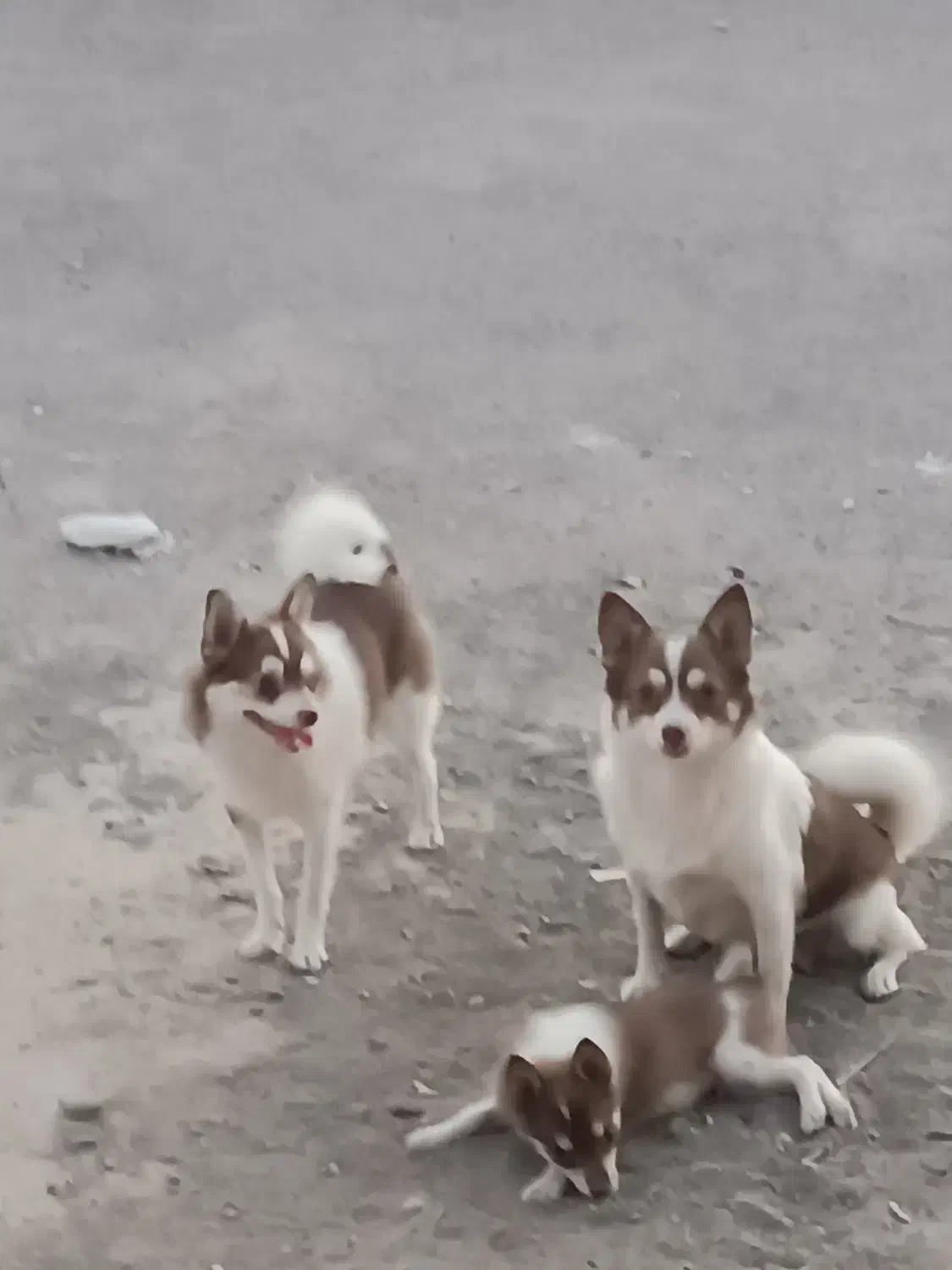 توله پامر|سگ|کاشان, امام خمینی|دیوار