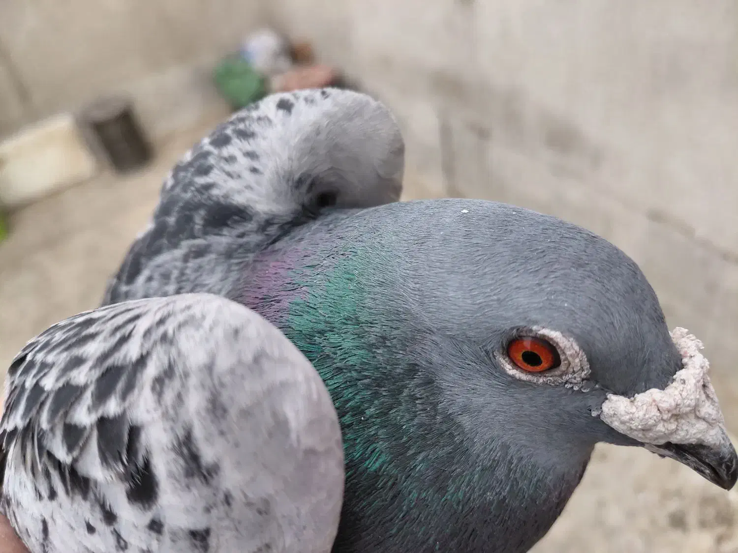 کفتر|پرنده|تهران, طرشت|دیوار