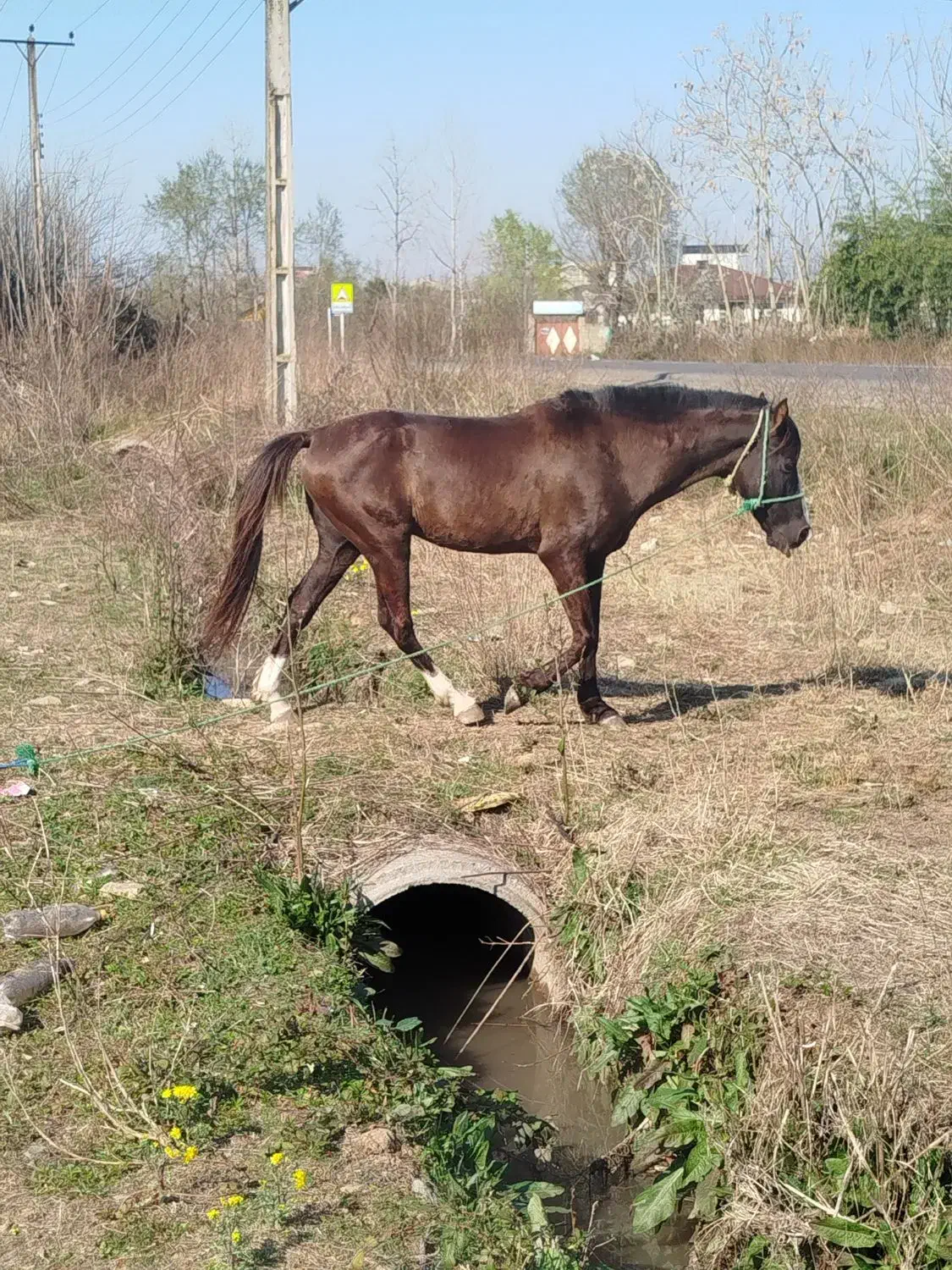 اسب نریان نژاد دار|اسب و تجهیزات اسبسواری|فومن, |دیوار