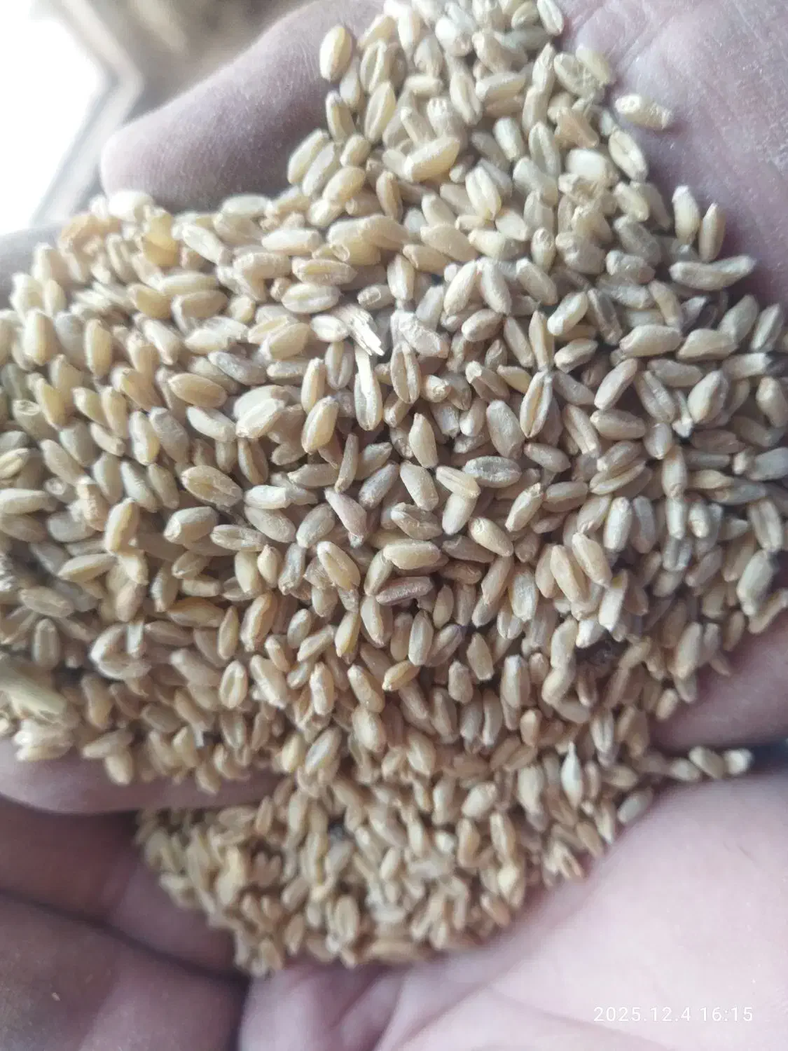 گندم تمیز کبیر|گل و گیاه طبیعی|الشتر, |دیوار