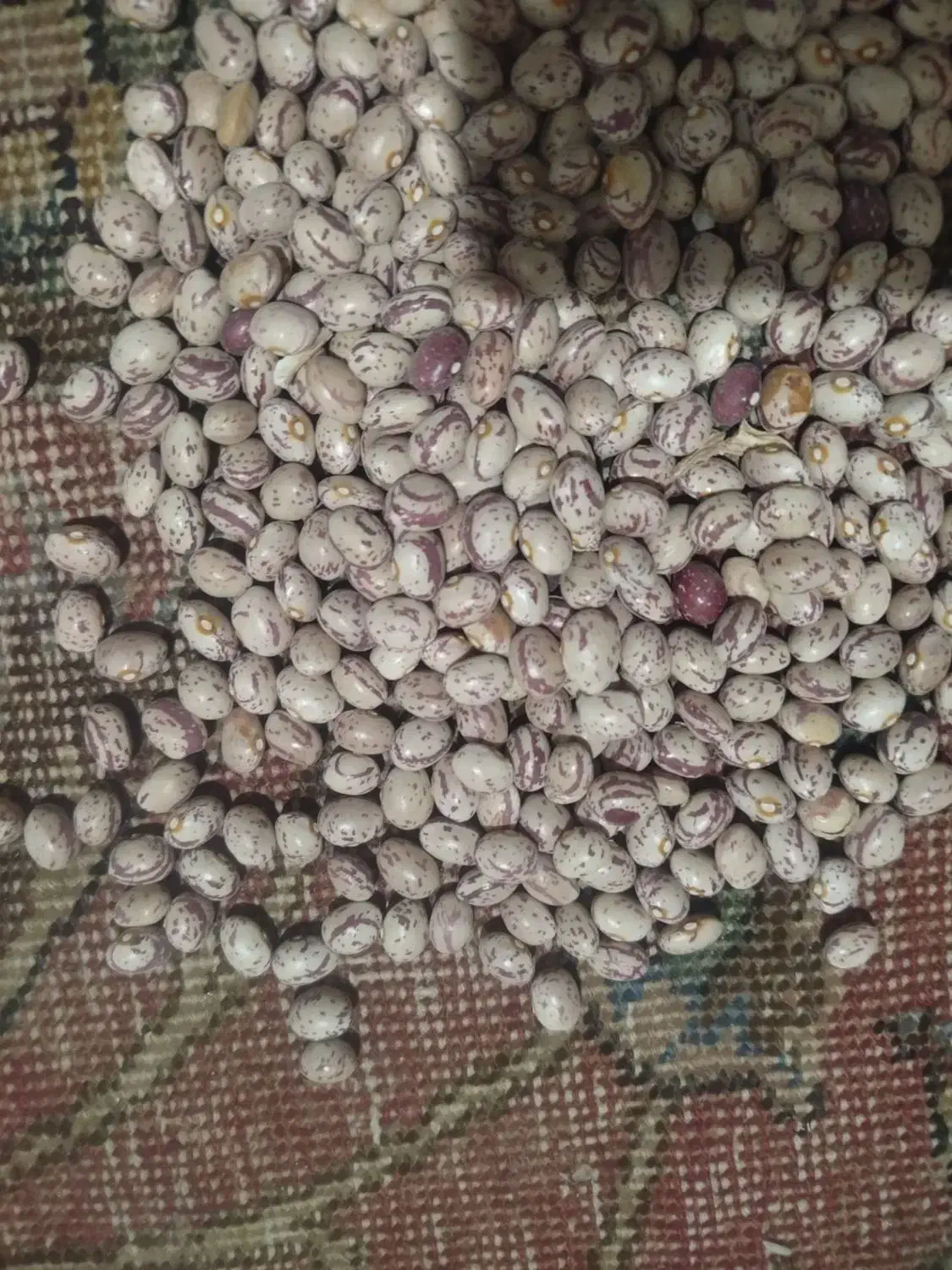 فروش لوبیا چیتی|عمده‌فروشی|قیدار, |دیوار