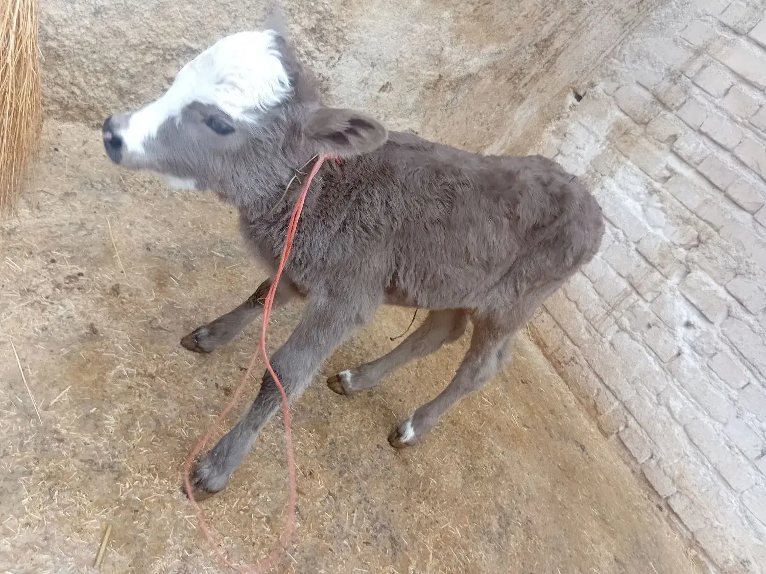 گوساله|حیوانات مزرعه|ایجرود, |دیوار