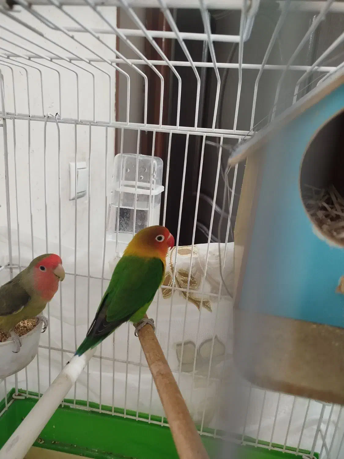 طوطی برزیلی|پرنده|پاکدشت, شهرک امام رضا|دیوار