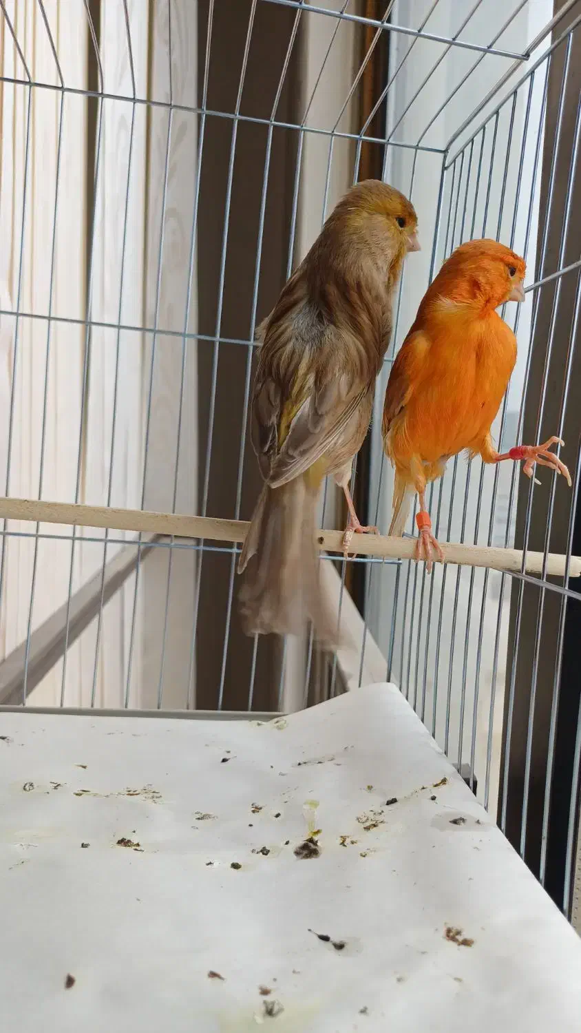 قناری دارچینی و چغندری ماده مست جوان آماده|پرنده|شاهینشهر, شهرک امام علی|دیوار