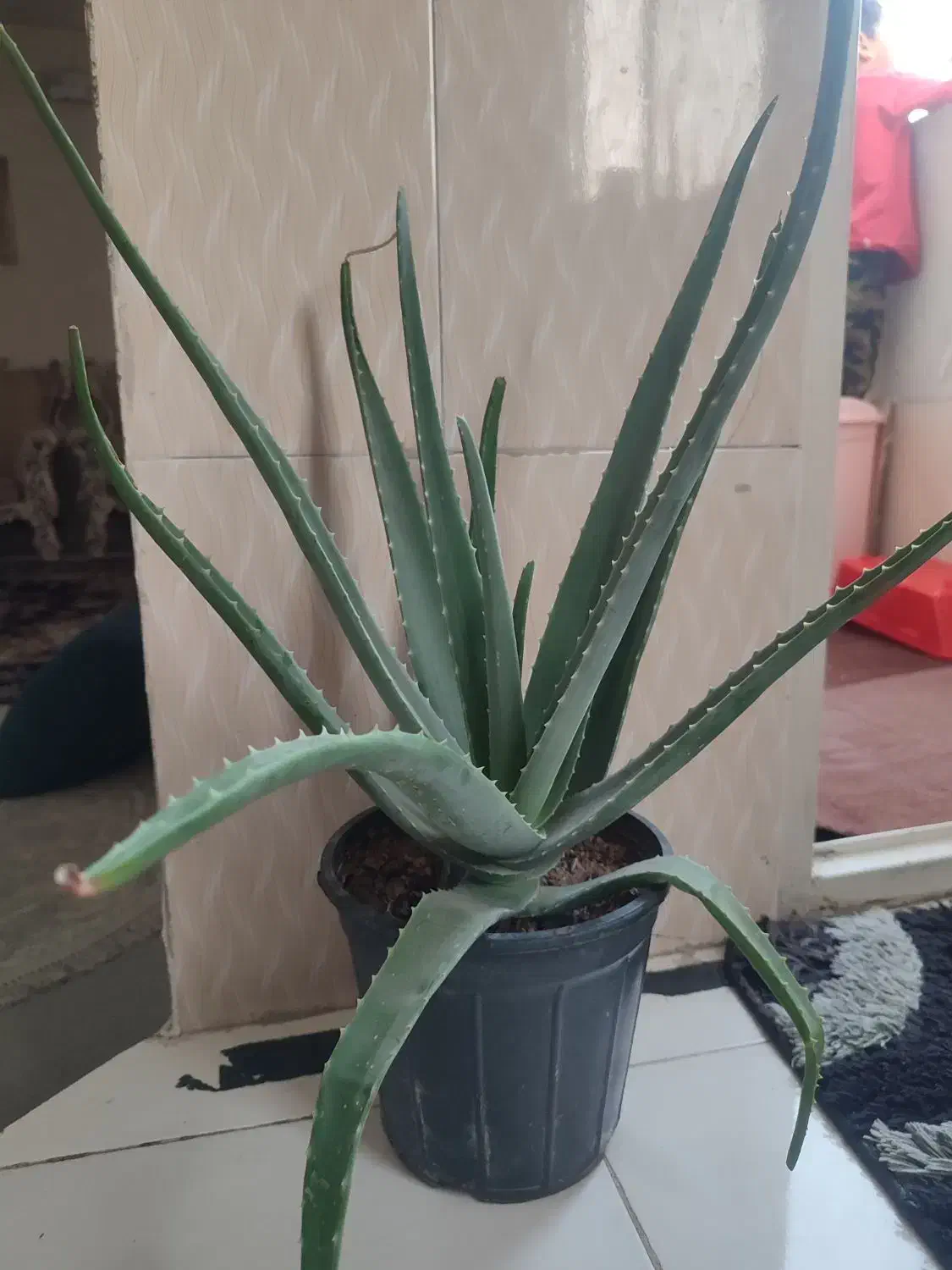 گل الوورا|گل و گیاه طبیعی|بهارستان, |دیوار