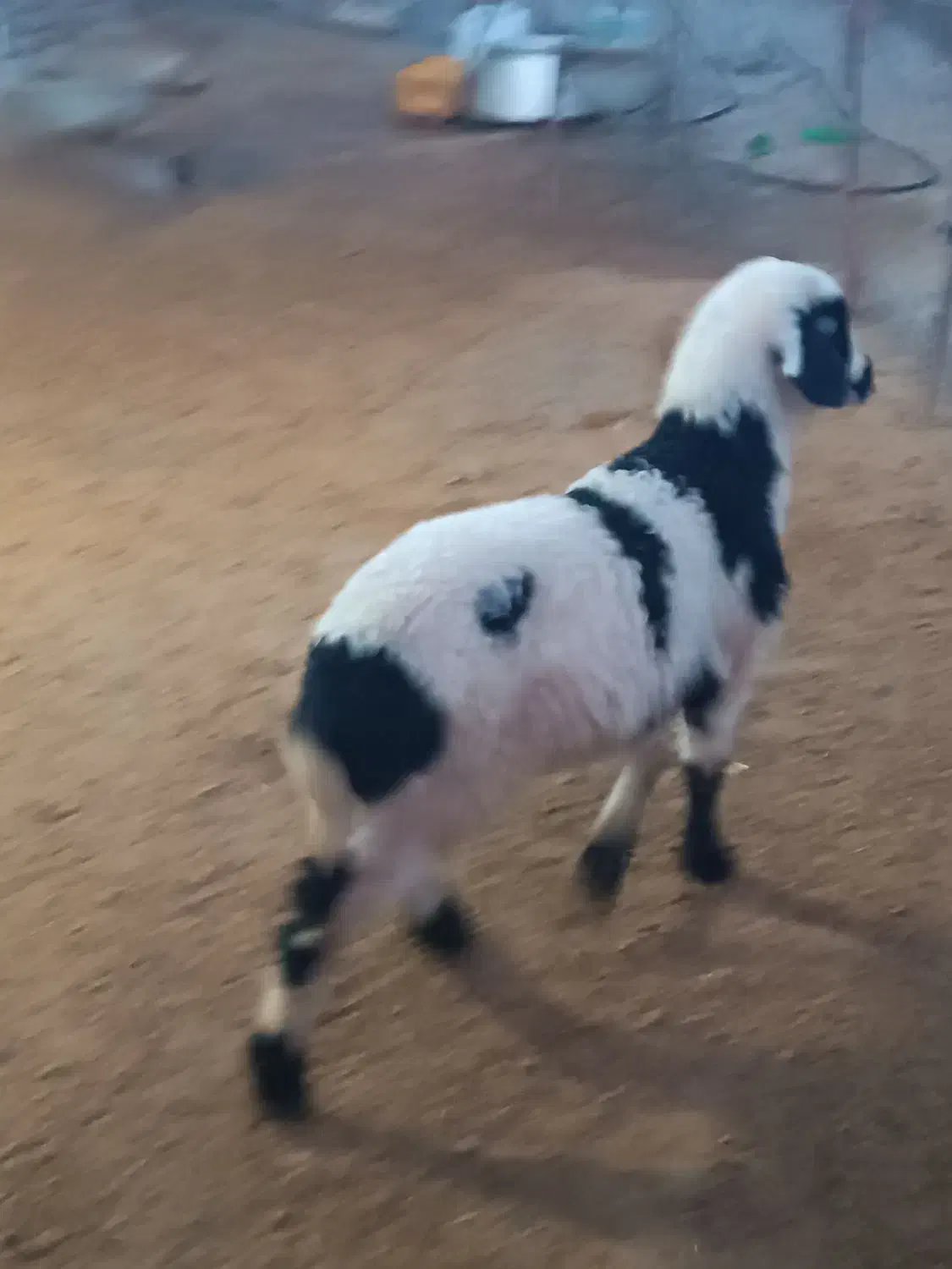 بره ماده شیری|حیوانات مزرعه|سیلاخور, |دیوار