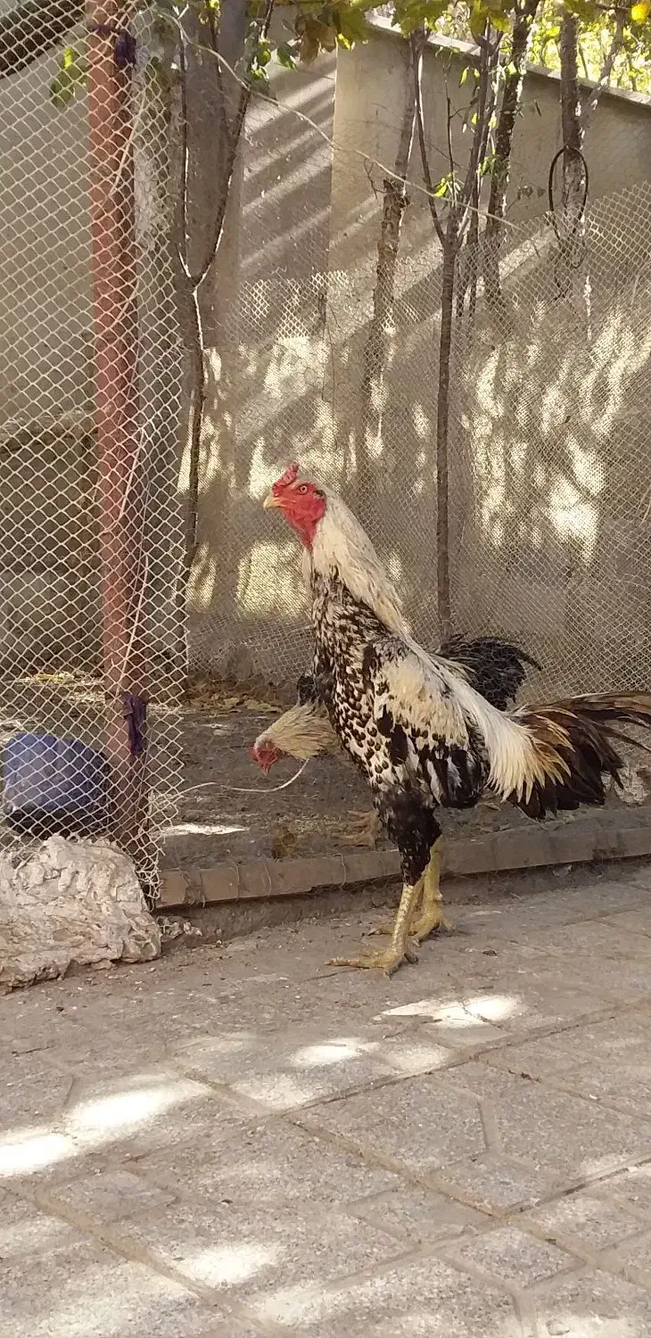 خروس لاری صابونی ۶ ماهه|حیوانات مزرعه|مشهد, امیرآباد|دیوار