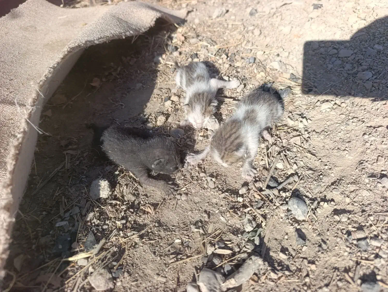 واگذاری رایگان بچه گربه|گربه|دوگنبدان, |دیوار