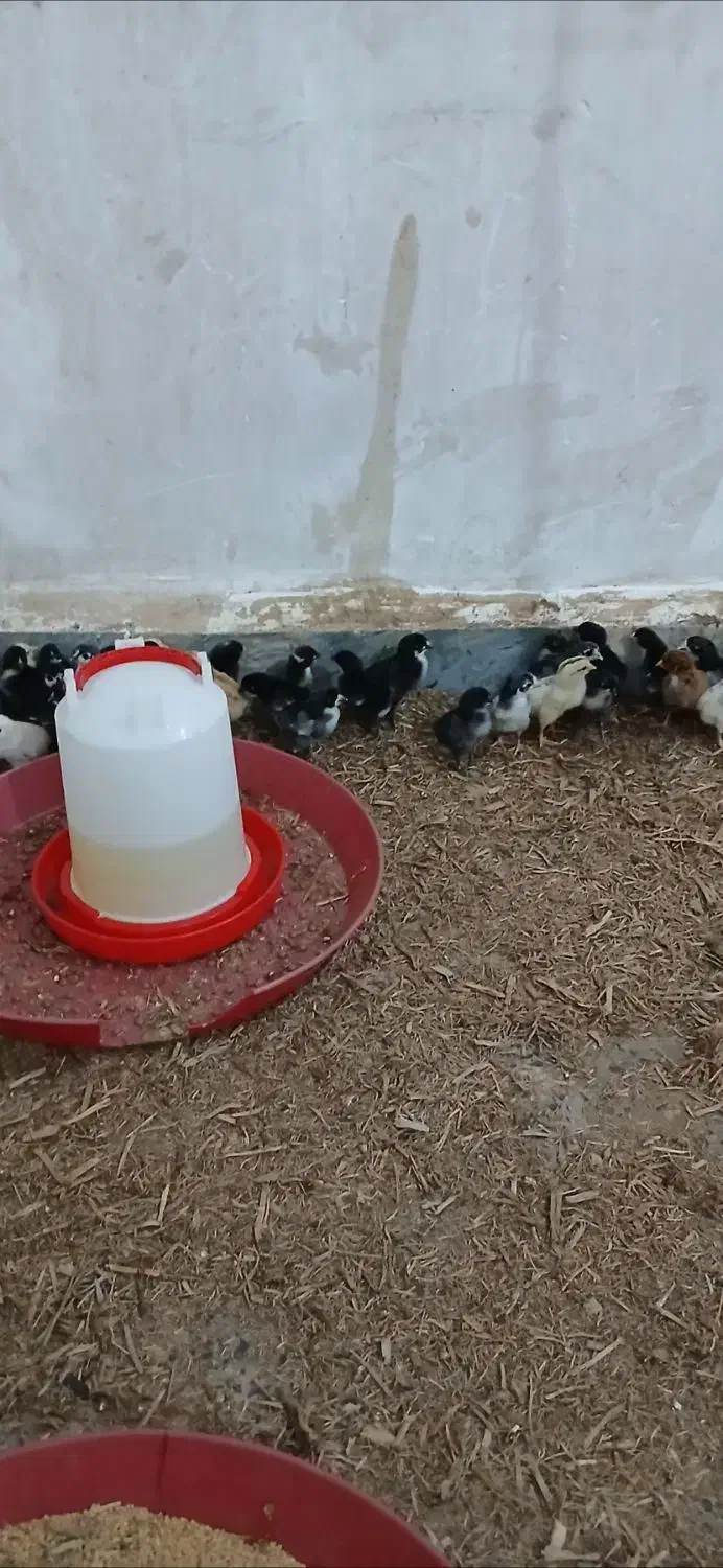 اجویجات عرب|حیوانات مزرعه|سوسنگرد, |دیوار