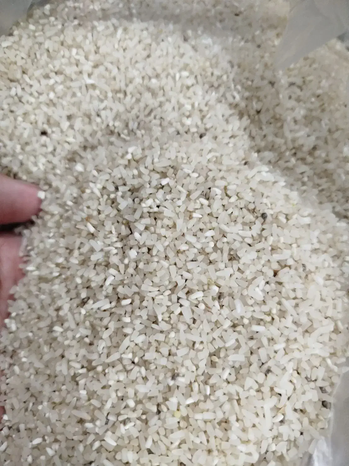 برنج لاشه فجر|خوردنی و آشامیدنی|بندر ترکمن, |دیوار