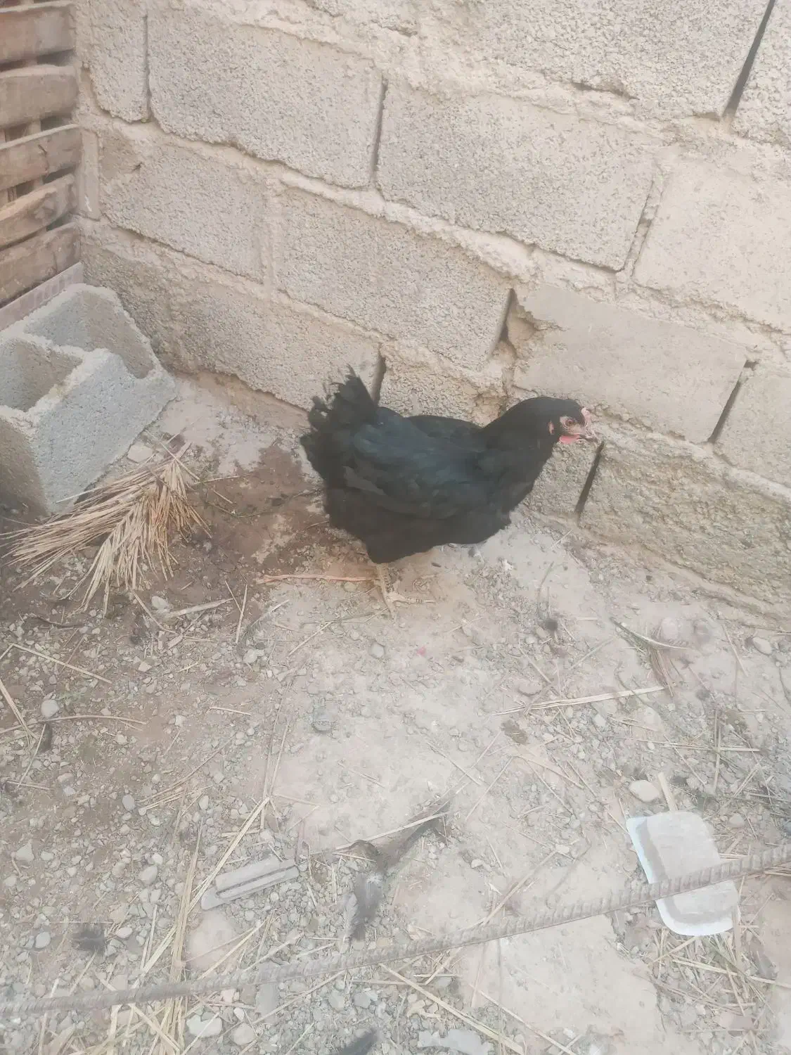 مرغ محلی تخمگذار. و تیش و خروس|حیوانات مزرعه|عنبرآباد, |دیوار