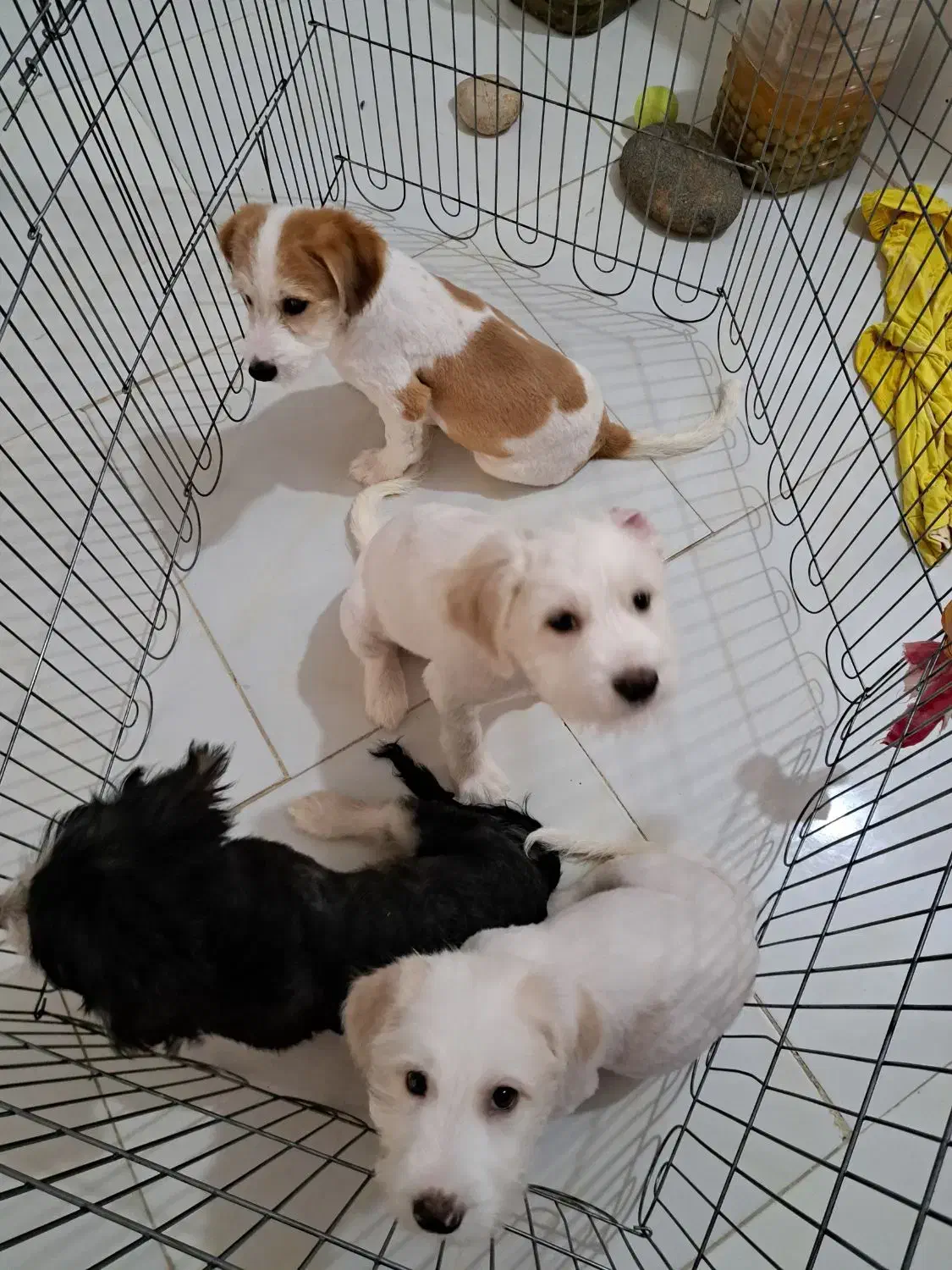 فروش سگ شیتزو تریر|سگ|بابلسر, |دیوار