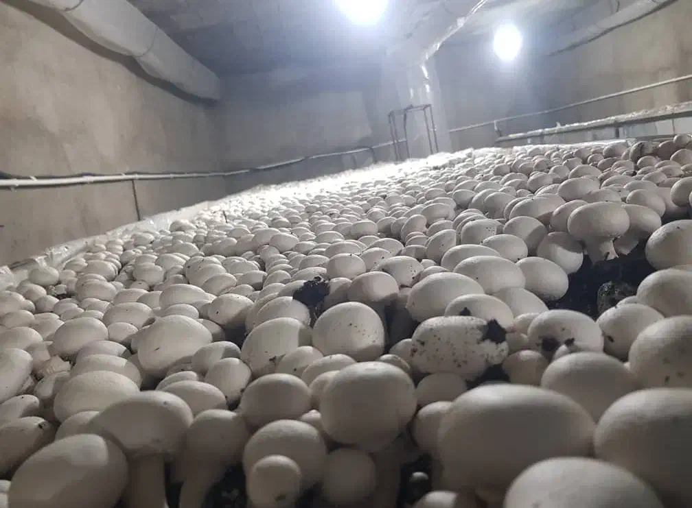 کمپوست قارچ دکمه ای|خدمات باغبانی و درختکاری|شیراز, اصلاح‌نژاد|دیوار