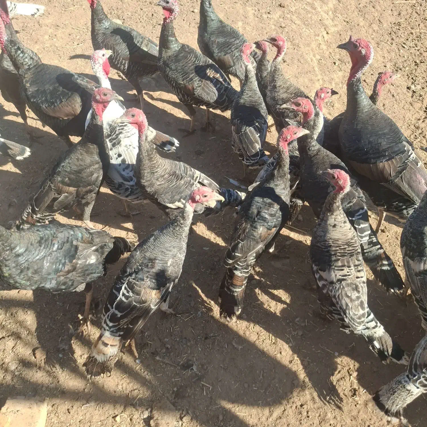 بوقلمون|حیوانات مزرعه|کرج, گلشهر|دیوار