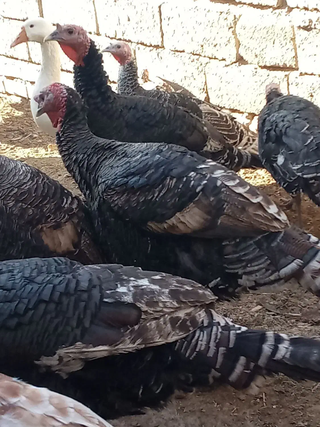 بوقلمون|پرنده|نیمروز, |دیوار