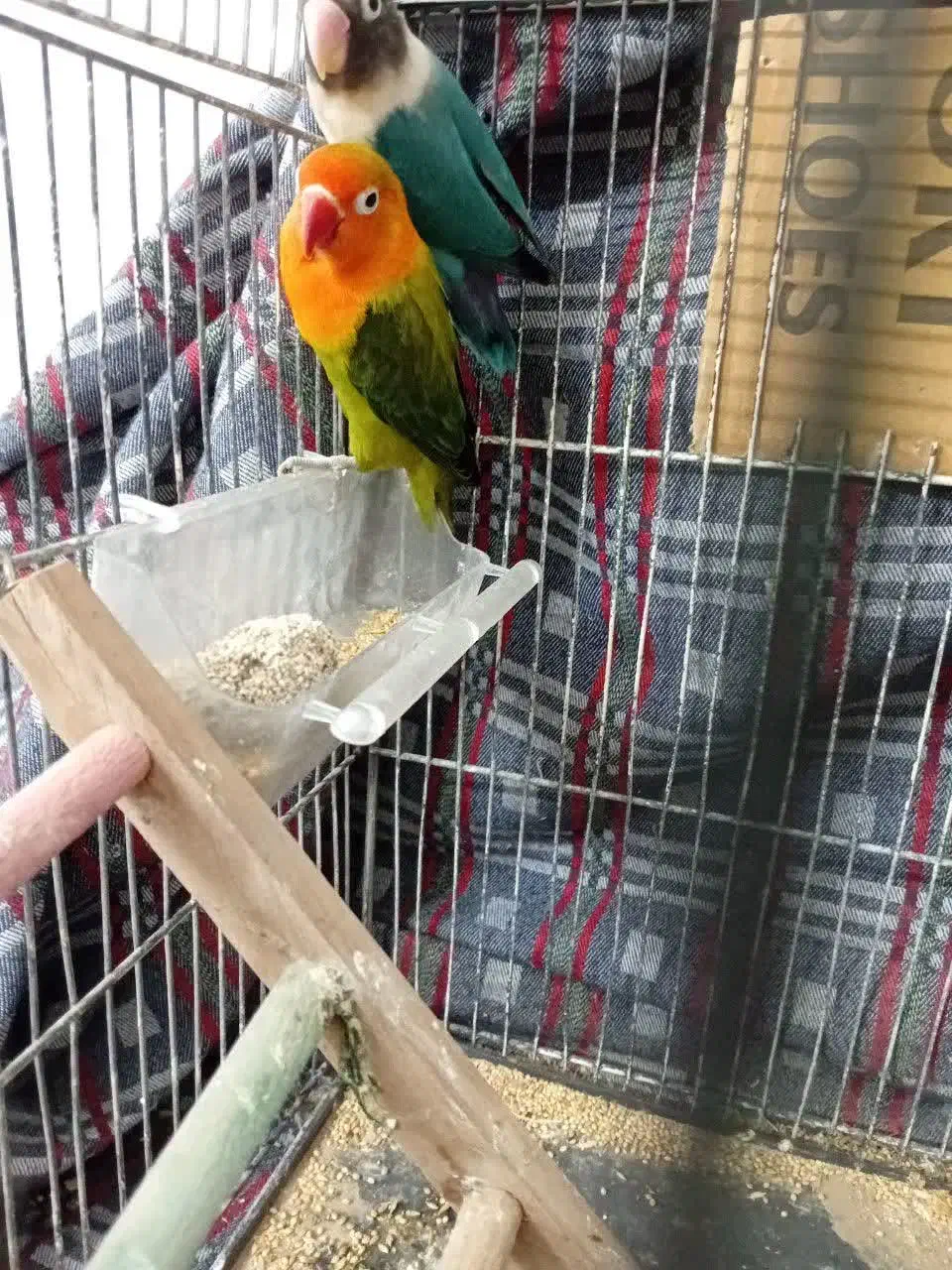 کتولهجفتوتک|پرنده|مشهد, کشف|دیوار