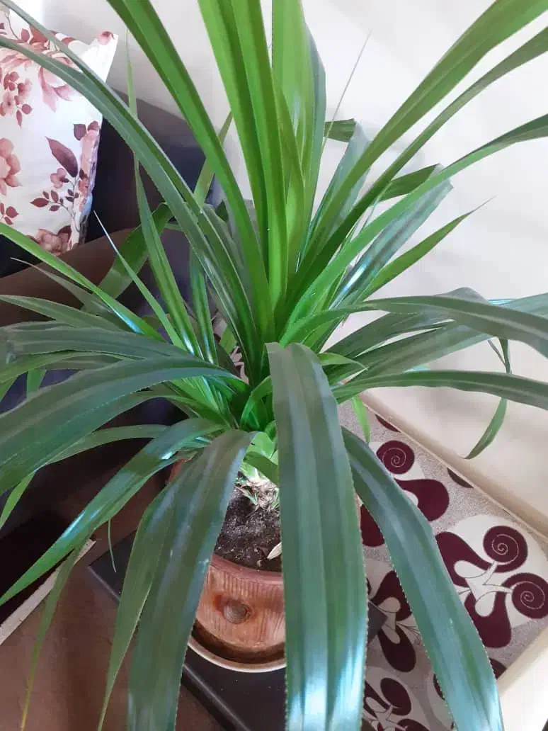 گُل|گل و گیاه طبیعی|نهاوند, |دیوار