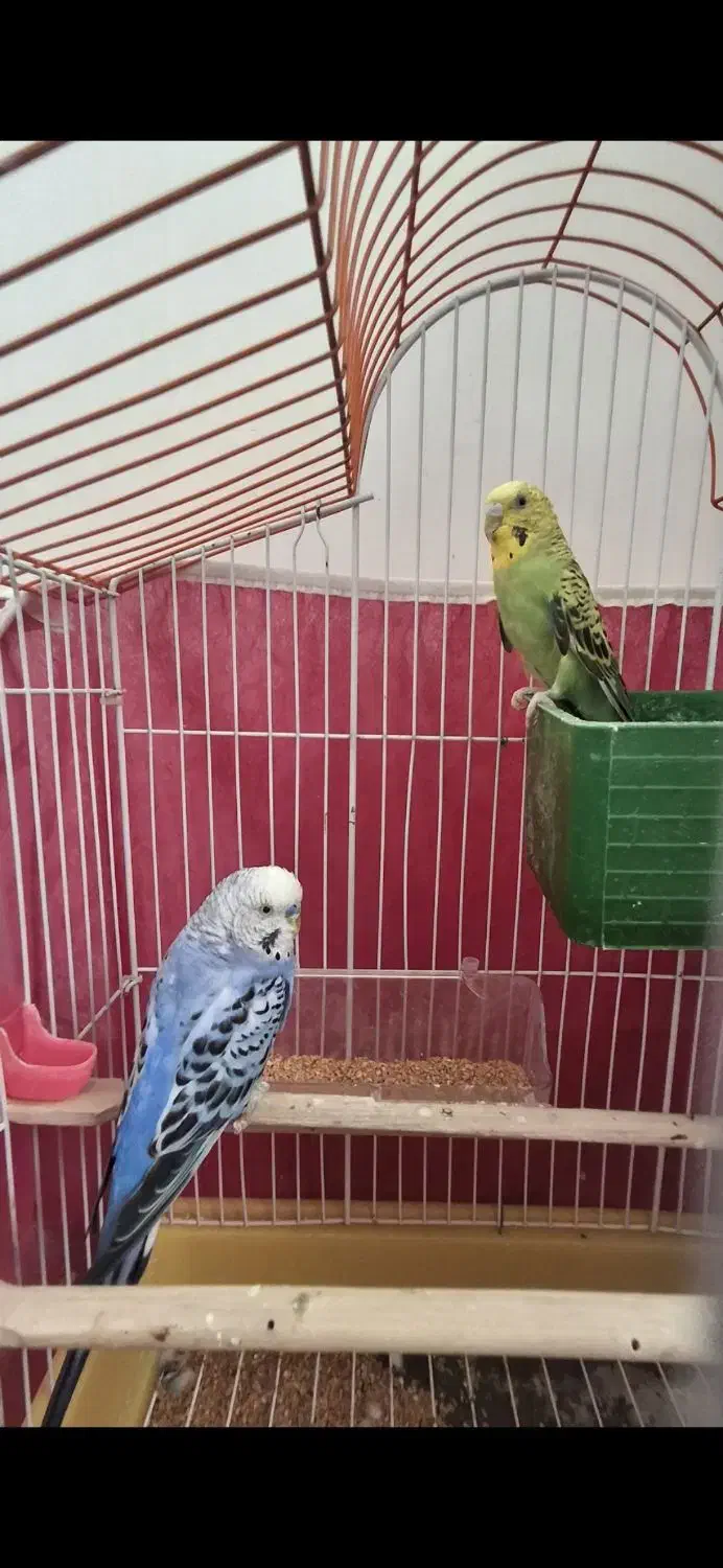 یک جفت مرغ عشق با قفس|پرنده|شاهرود, |دیوار