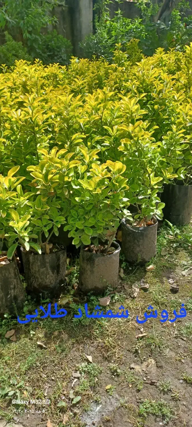 فروش شمشاد طلایی شمشاد سبز|خدمات باغبانی و درختکاری|لوندویل, |دیوار