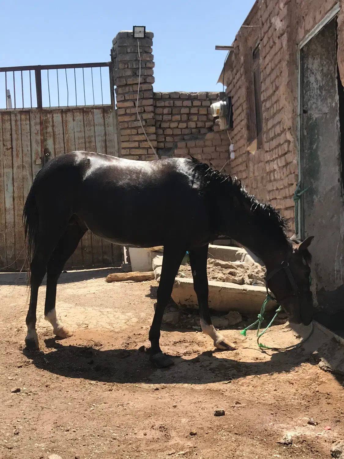 کره نژاد دار|اسب و تجهیزات اسبسواری|کاشمر, |دیوار