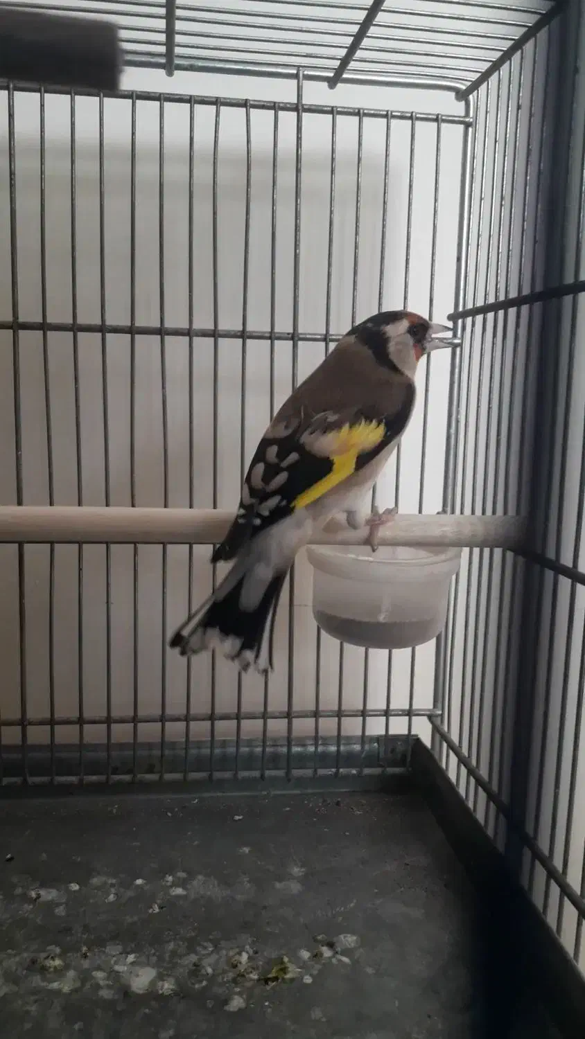 سهره ماده جوجه تویسرکان|پرنده|پردیس, فاز ۹|دیوار