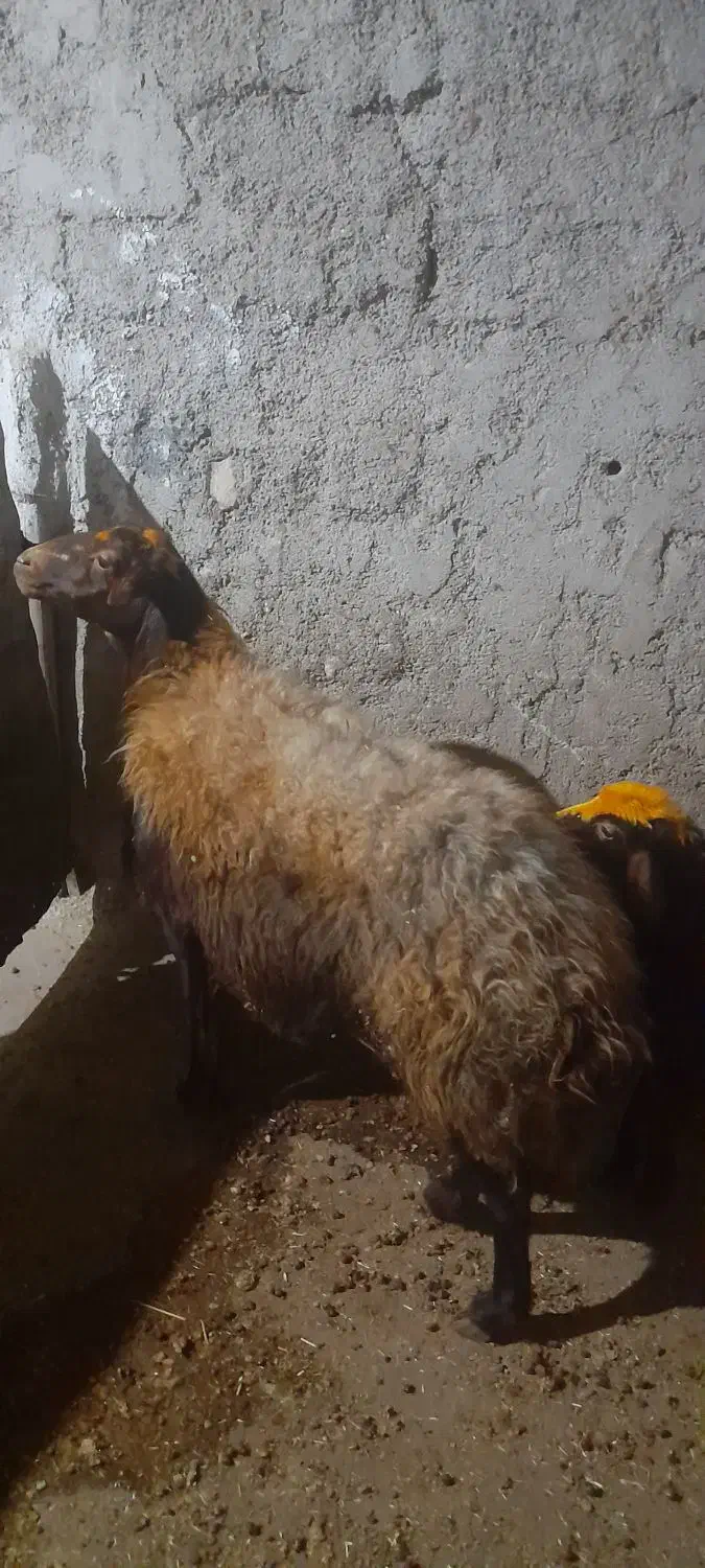 میش وبره|حیوانات مزرعه|کرمانشاه, |دیوار