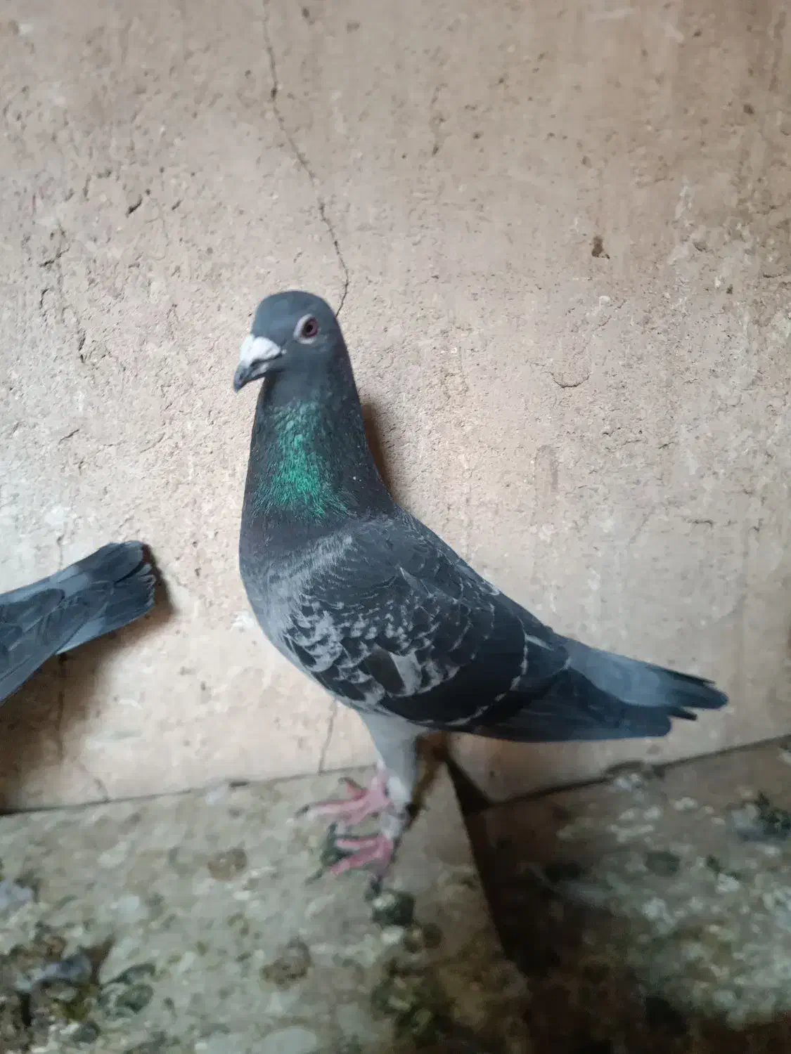 کبوتر پلاکی|پرنده|چگنی, |دیوار