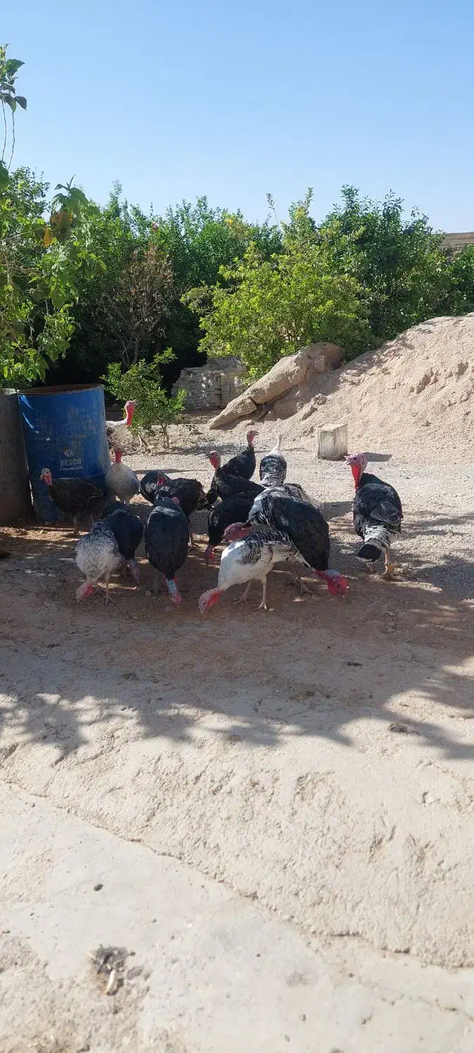 بوقلمون|حیوانات مزرعه|ایذه, |دیوار