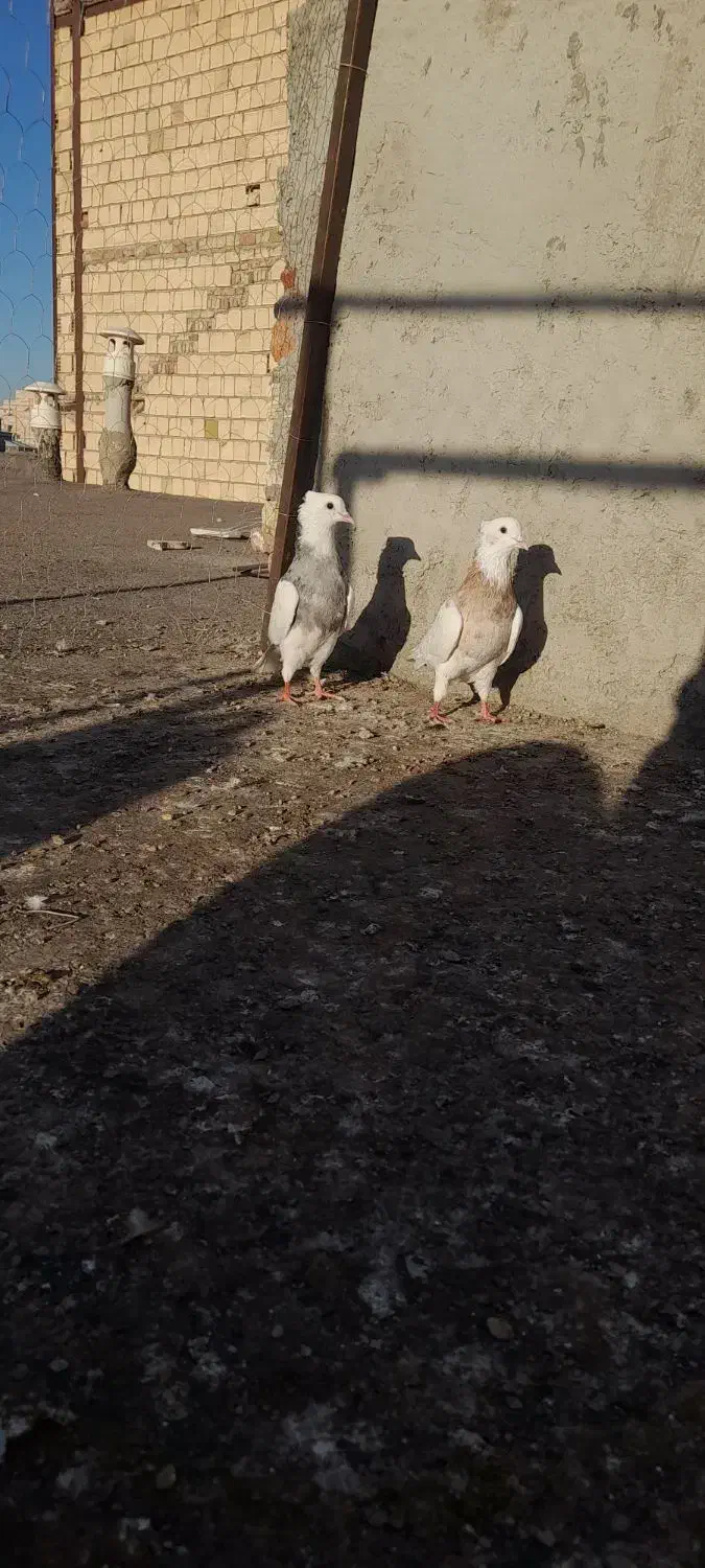 فروشی|پرنده|اردبیل, |دیوار