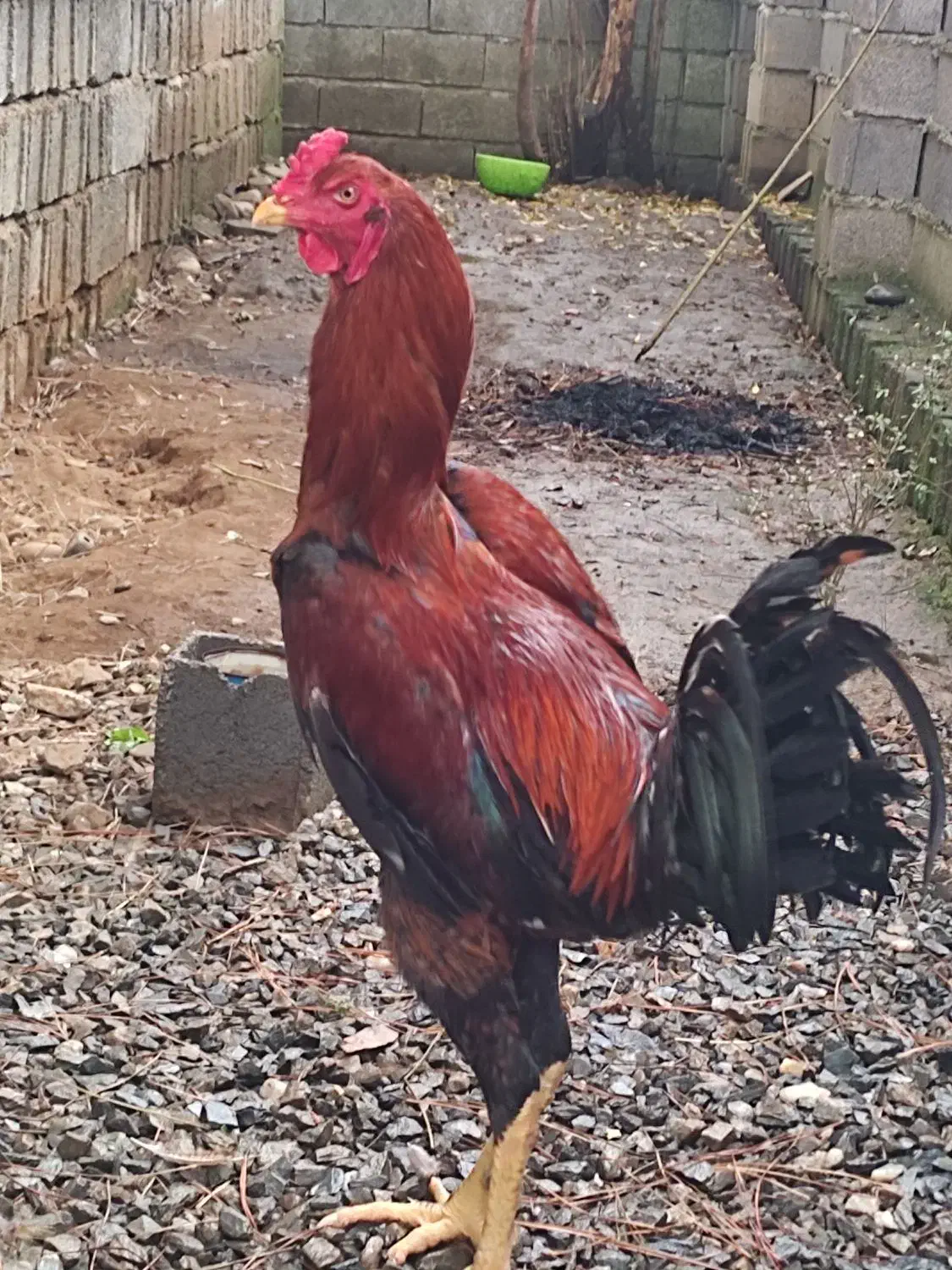 خروس مرغ لاری ....|حیوانات مزرعه|سیاهکل, |دیوار