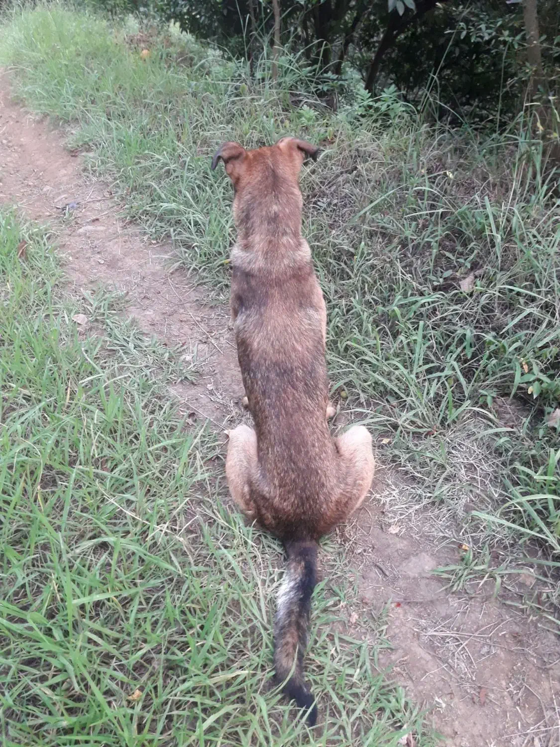 سگ گمشده مژدگانی برای یابنده|سگ|املش, |دیوار