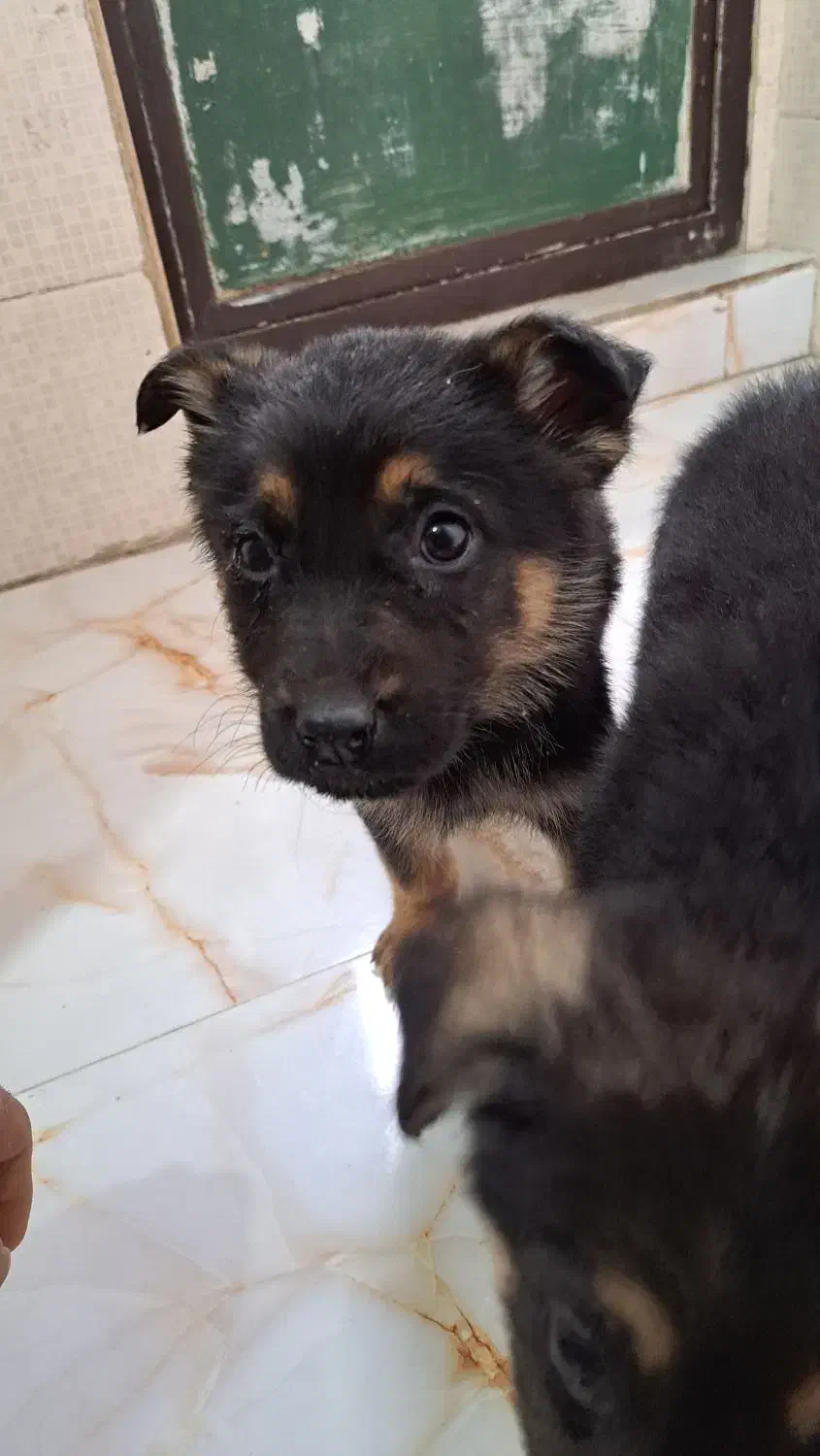 ژرمن شپرد|سگ|کرج, حیدرآباد|دیوار