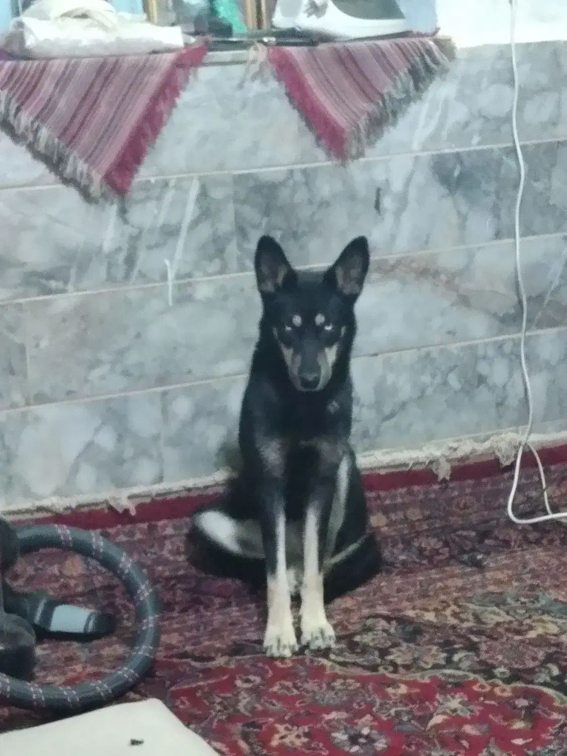 سگ هاسکی چشم یخی اصیل ماده|سگ|مشهد, مصلی (کارمندان اول)|دیوار
