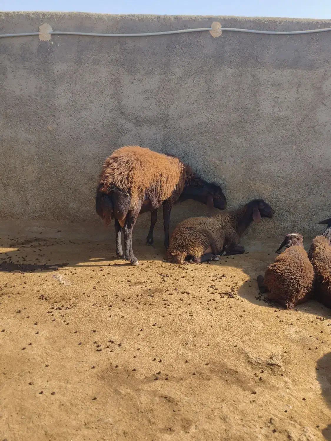 شیشک/قوچ/گوسفند|حیوانات مزرعه|زرین دشت (همدان), |دیوار