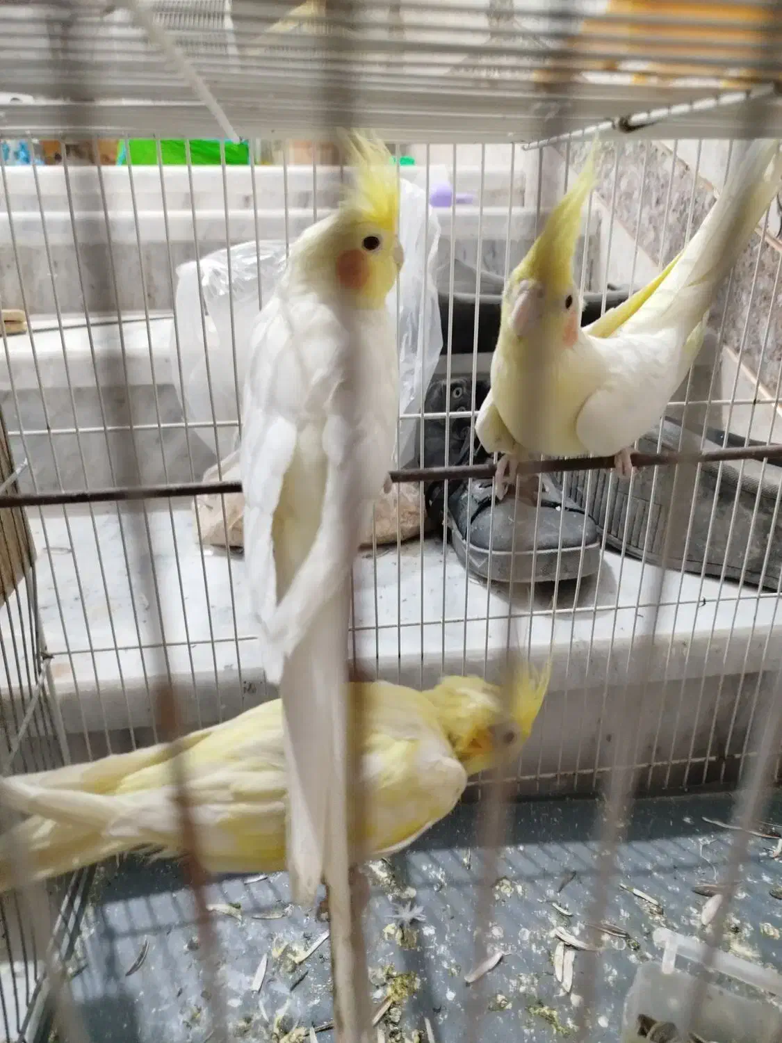 عروس هلندی|پرنده|سراوان, |دیوار