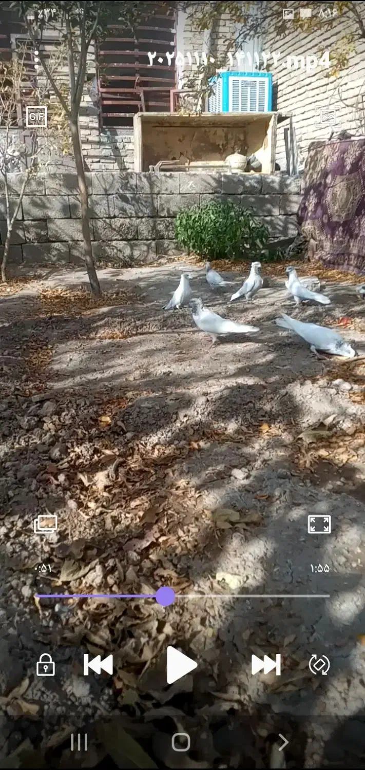 کبوتر ملقی کله ای کلاهی سو قدیم همه چیز تمام|پرنده|بافت, |دیوار