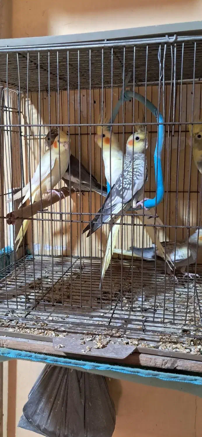 جوجه عروس هلندی سه ماهه|پرنده|رشت, نخودچر|دیوار