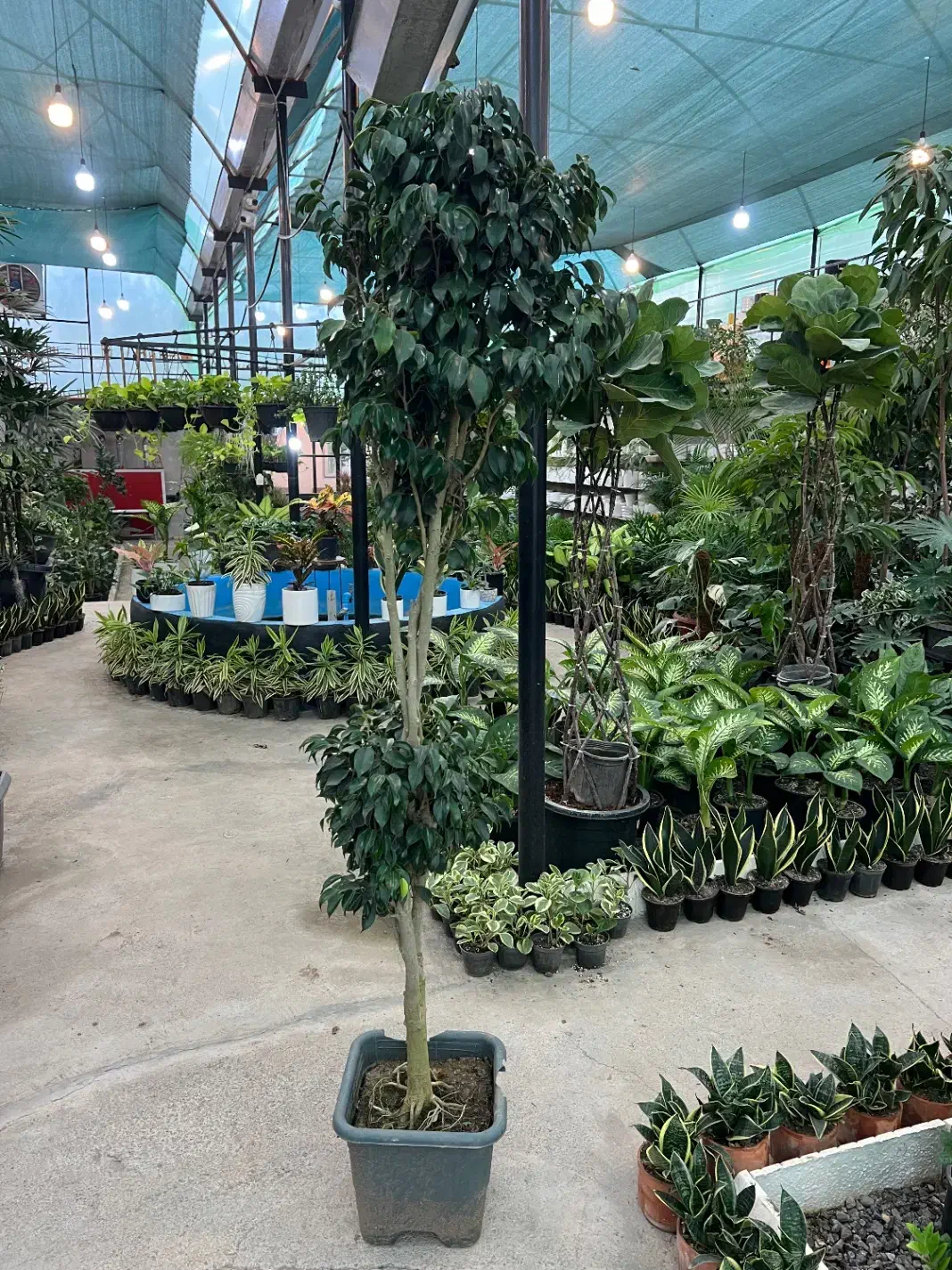 فروش گل بنجامین سبز (بلک)|گل و گیاه طبیعی|رشت, بیجارپس|دیوار