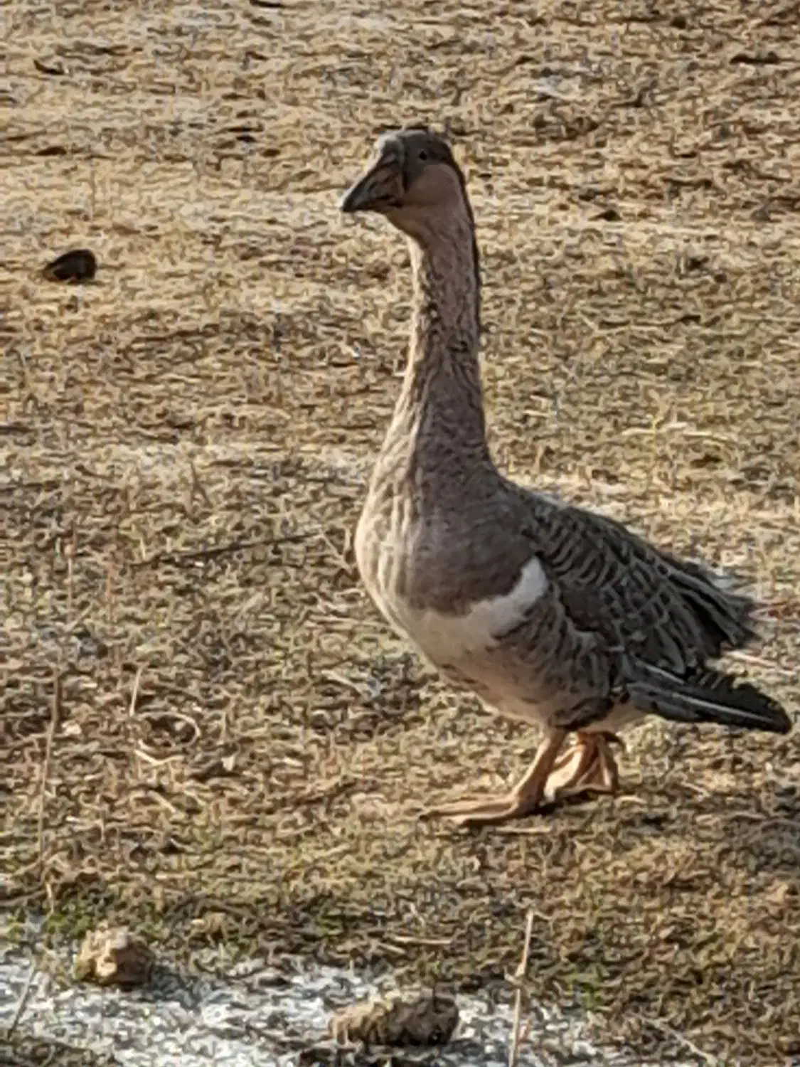 قوقاز نر|حیوانات مزرعه|باروق, |دیوار