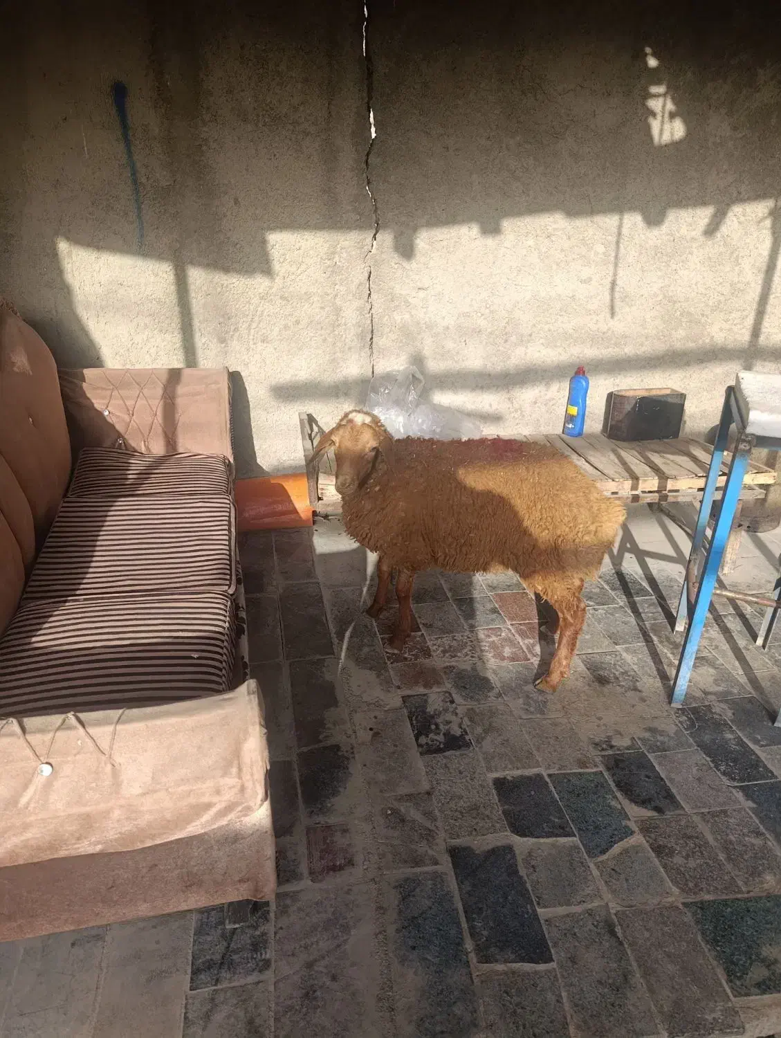 گوسفند زنده|حیوانات مزرعه|باقرشهر, |دیوار