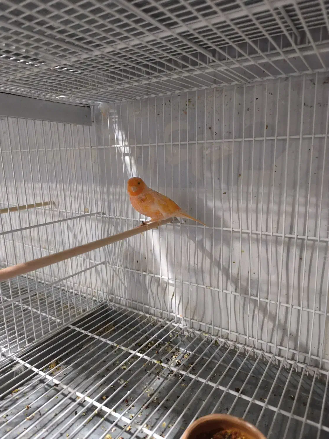 قناری ماده رد پلاک جان علی عزار|پرنده|بیرجند, |دیوار