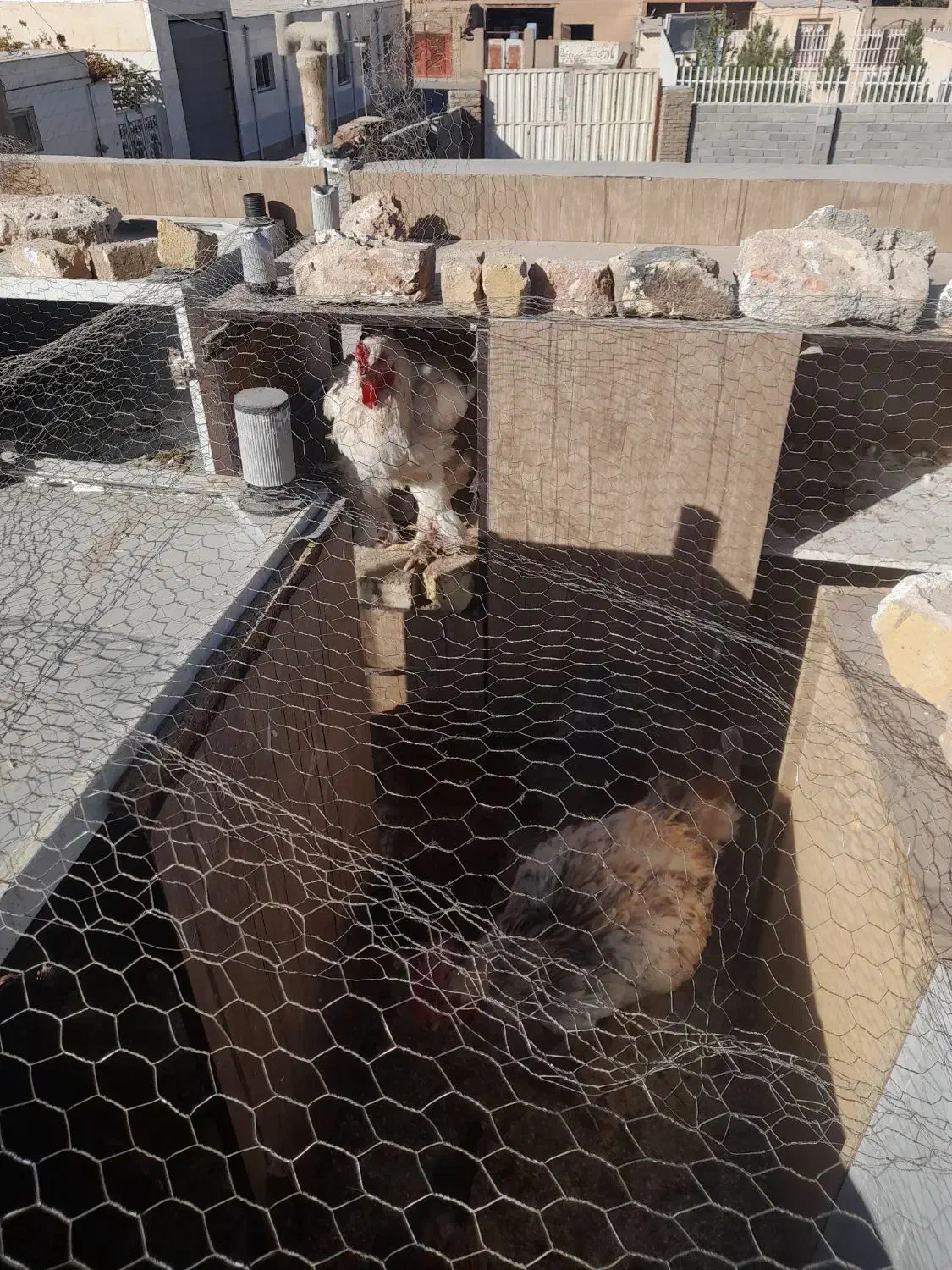 خروس برهما سالم|حیوانات مزرعه|پلنگ آباد, |دیوار