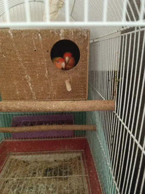 جوجه عروس هلندی|پرنده|پاکدشت, پاکدشت (مامازند)|دیوار